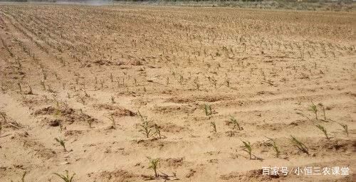 土地种植一次三七，三年无法种庄稼，你知道是为什么吗