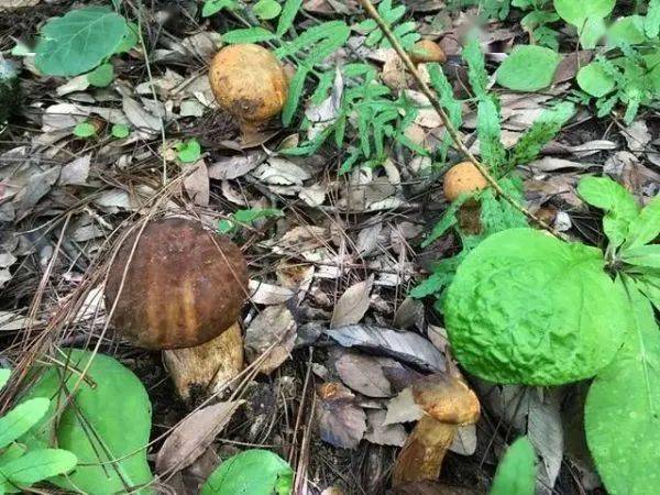 阳雀茵种植技术_茵雀恩价格表_茵雀恩这个牌子怎么样