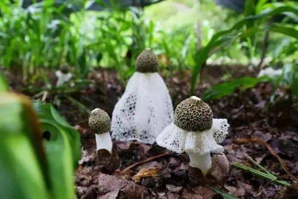 茵雀恩价格表_阳雀茵种植技术_茵雀恩这个牌子怎么样