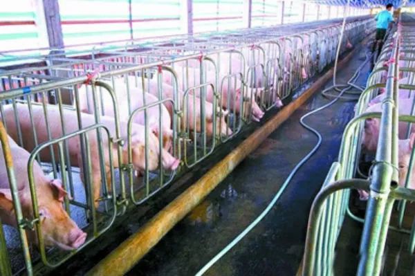 后备母猪养殖技术视频_后备母猪饲养技术视频_后备母猪养殖的技术和管理