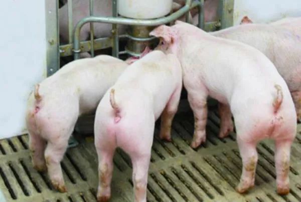 后备母猪饲养技术视频_后备母猪养殖技术视频_后备母猪养殖的技术和管理