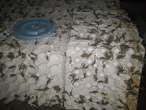 蝎子养殖靠谱吗