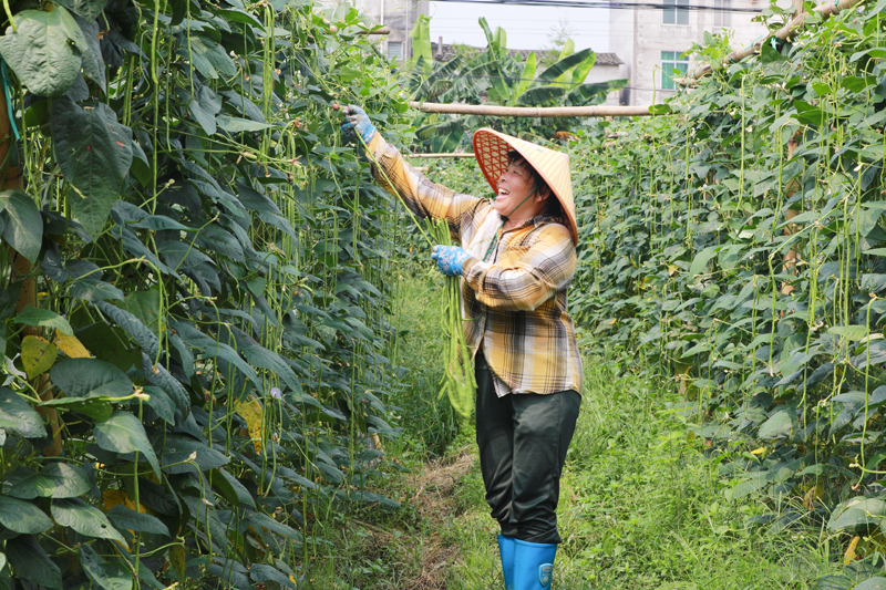 村民采摘豆角。