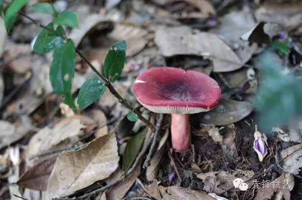 红菇种植方法及追肥_正红菇种植技术_红菇种植方法