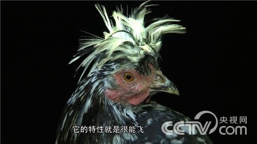 放弃一夜暴富的念想之后