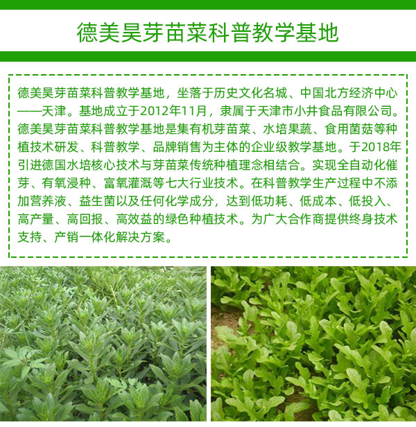 豌豆种植图片大全_菜豌豆种植技术图_豌豆种植步骤图文