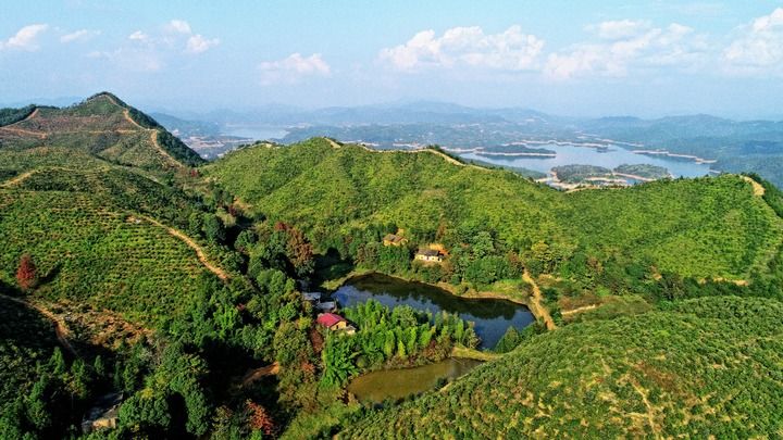 种植茶籽树挣钱吗_致富经茶籽树_高产茶子树的种植方法