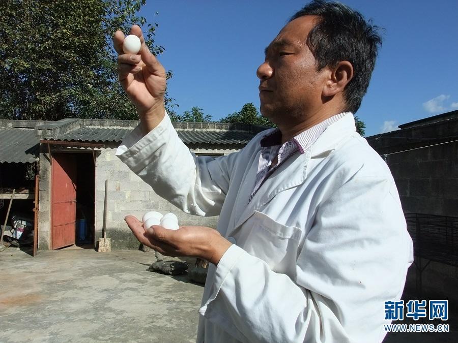 致富经信鸽养殖视频_致富经养鸽视频_视频致富养殖信鸽是真的吗