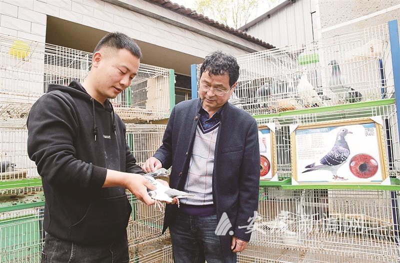 养殖信鸽“啄”开了致富门