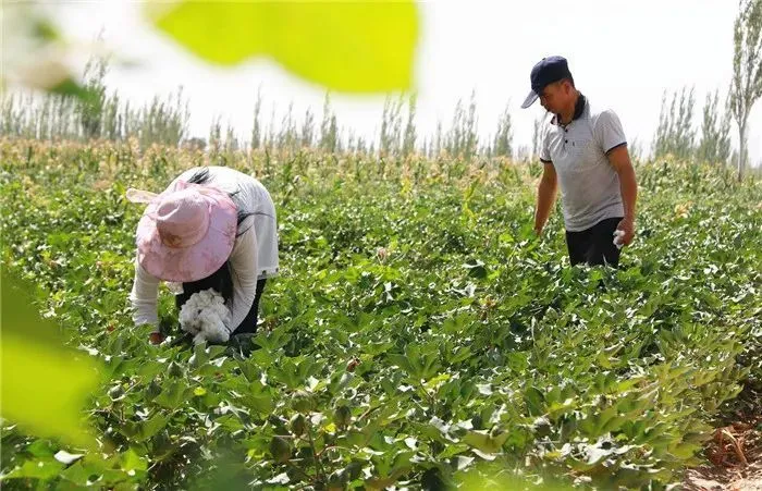 敦煌适合种植什么_敦煌种植致富项目_敦煌种业是什么公司