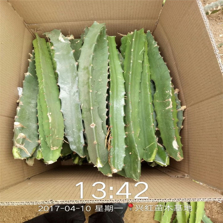 哈尔滨市火龙果种植技术