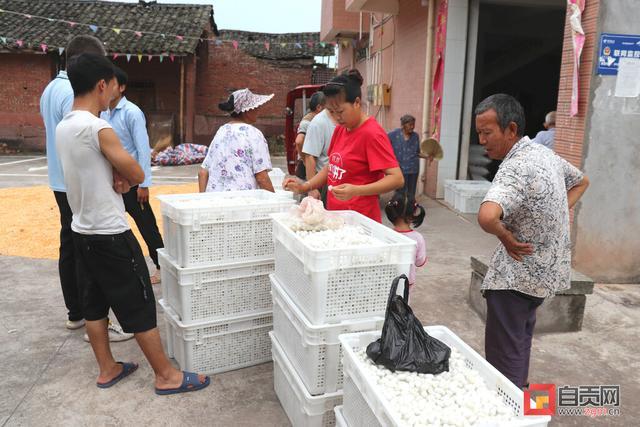 养蚕致富促脱贫_致富经养蚕致富视频_养蚕致富经