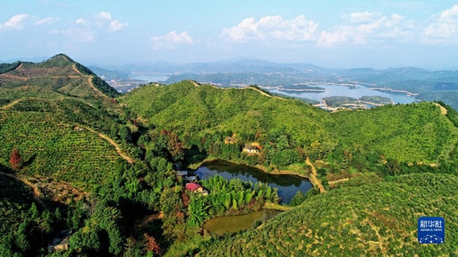 种植茶籽树挣钱吗_茶籽树种植前景怎样_致富经茶籽树