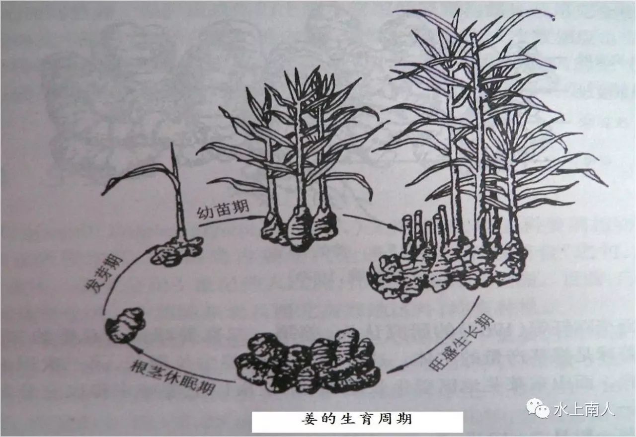 生姜栽培种植技术播放_栽培生姜种植播放技术要求_栽培生姜种植播放技术要点