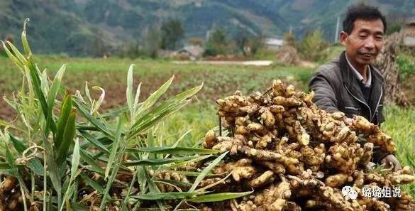 生姜栽培种植技术播放_栽培生姜种植播放技术要点_生姜技术栽培法