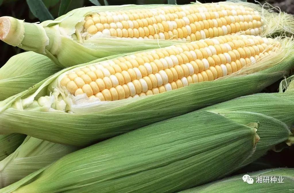 甜玉米栽培技术视频_甜玉米制种_甜玉米种植技术视频
