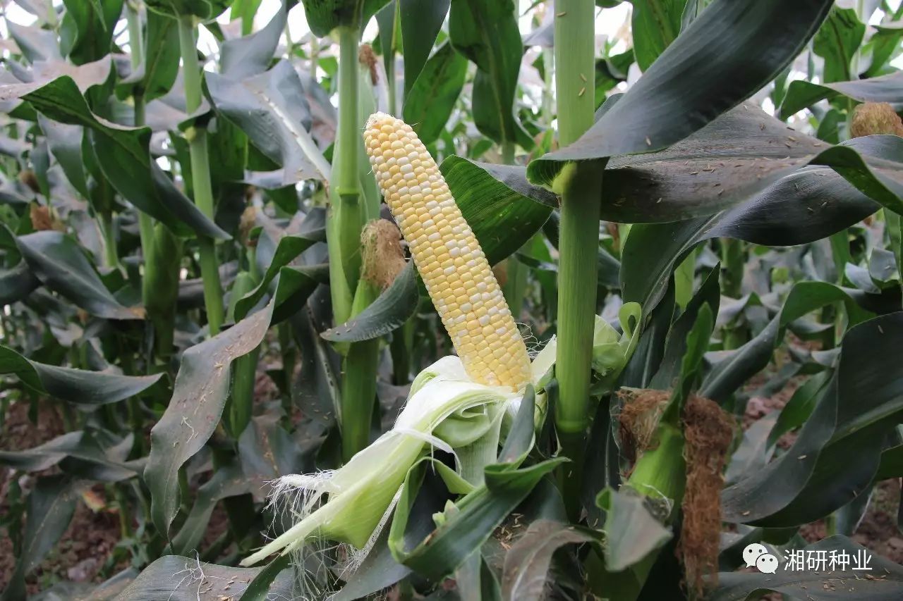 甜玉米种植技术视频_甜玉米栽培技术视频_甜玉米制种