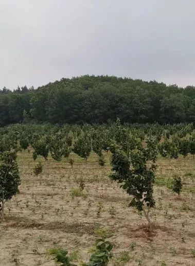 龙丰果树苗_龙丰果的种植技术_果树龙丰