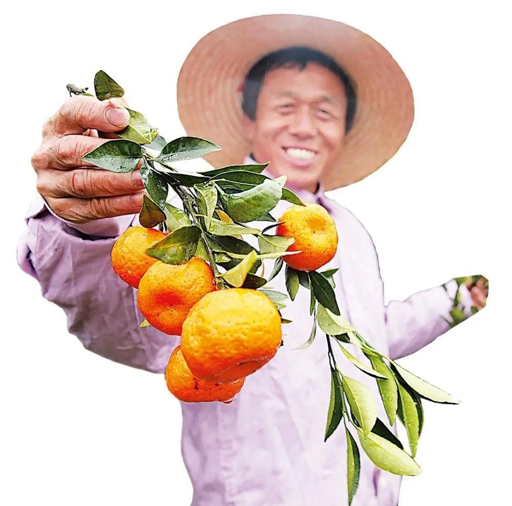 致富经柑橘种植视频_柑橘种植项目简介_柑橘种植技术视频