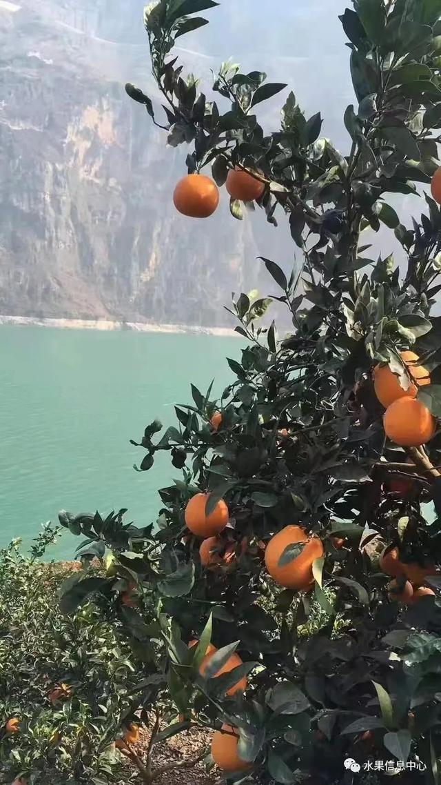 橙子种植_橙子种植致富_致富橙子种植方法