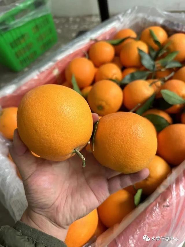 致富橙子种植方法_橙子种植_橙子种植致富