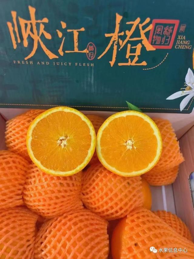 致富橙子种植方法_橙子种植致富_橙子种植