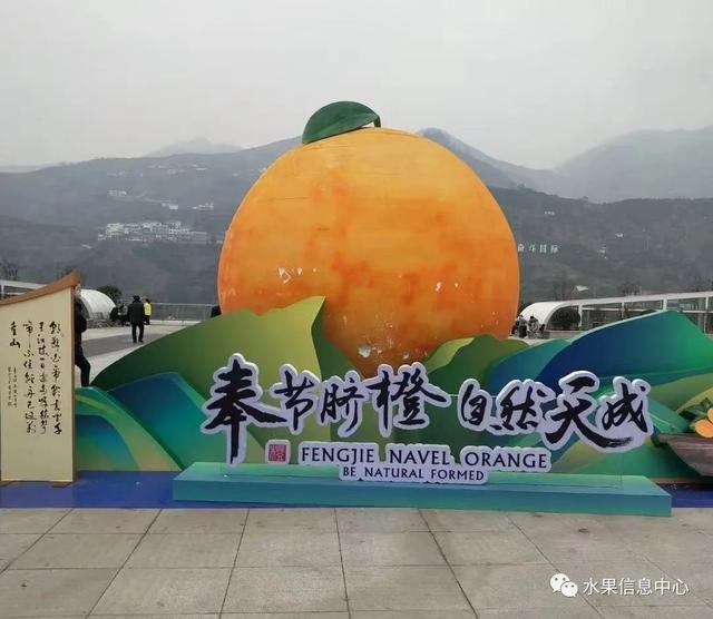 橙子种植致富_橙子种植_致富橙子种植方法