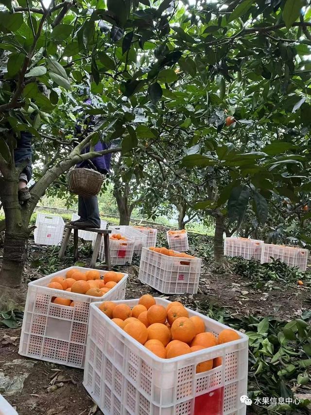致富橙子种植方法_橙子种植_橙子种植致富