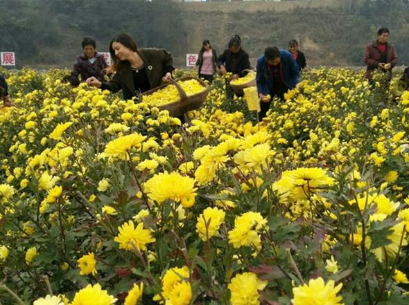 荒山种植致富方法_荒山种植什么来钱快_荒山种植什么赚钱