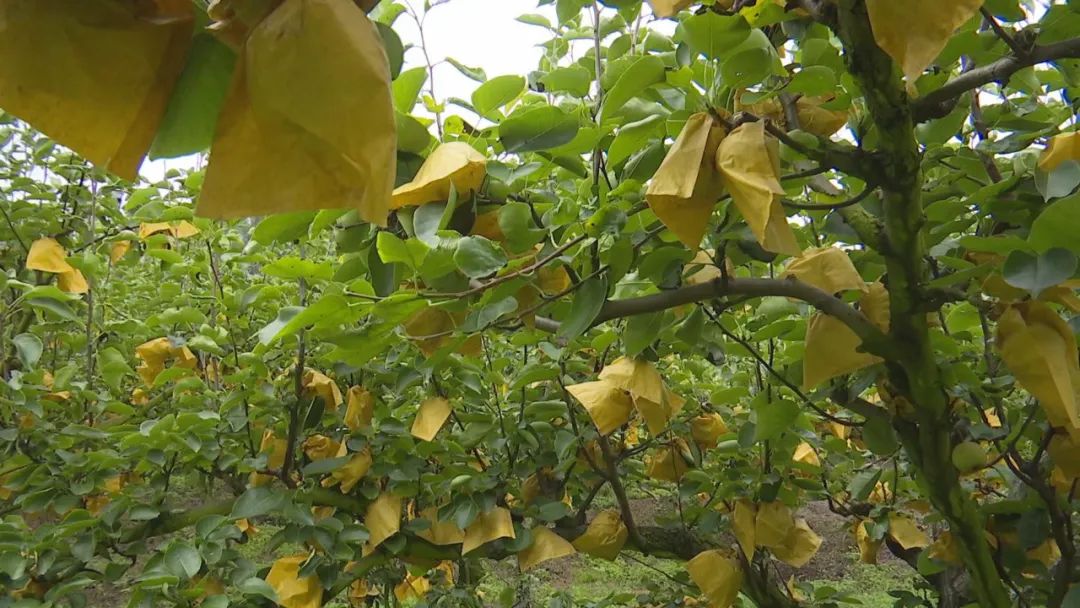 小康路种植致富_小康致富典型事例_致富奔小康