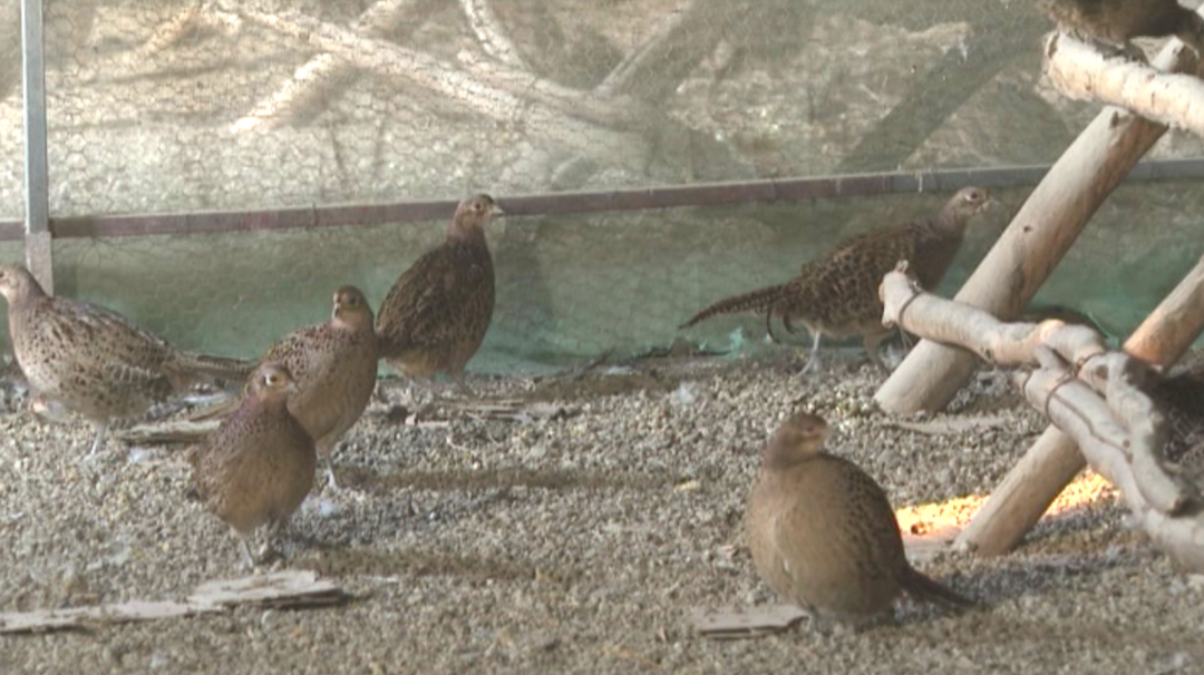 致富经野鸡养殖视频_致富经野鸡养殖视频_致富经野鸡养殖视频