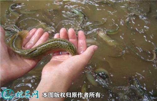 泥鳅鱼养殖方法图7