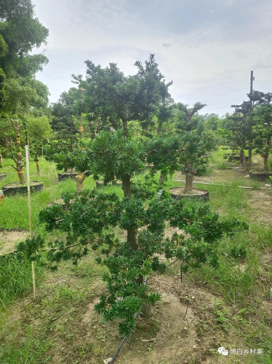 致富苗木种植目前可行吗_目前种植啥苗木可致富_种植致富新项目