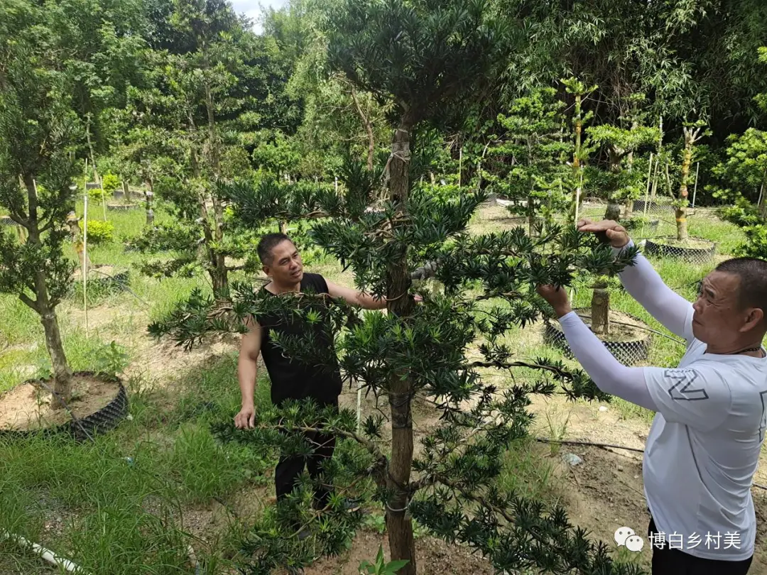 致富苗木种植目前可行吗_种植致富新项目_目前种植啥苗木可致富