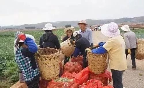 致富经花毛豚_养殖花毛豚收益与销售_养殖花毛豚