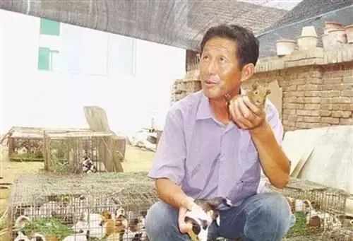 养殖花毛豚收益与销售_致富经花毛豚_养殖花毛豚