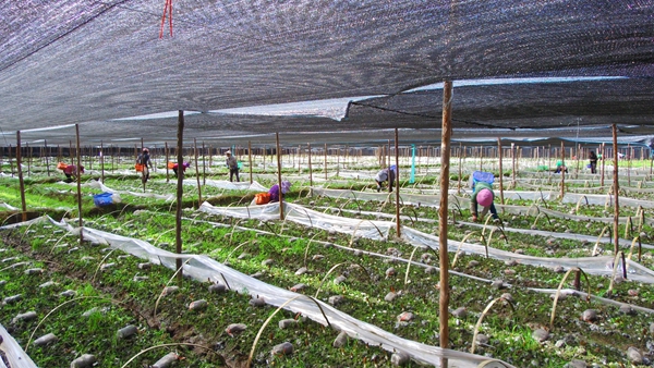 永胜县：全力打造食用菌产业新高地