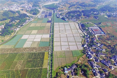 播州区：坝区产业发展带动群众增收致富