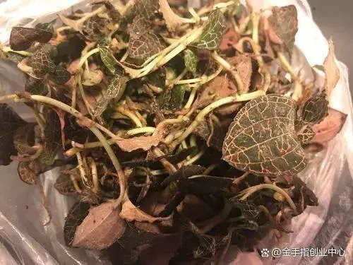 目前种植啥苗木可致富_致富苗木种植目前可以种植吗_种植致富业