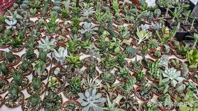 目前种植啥苗木可致富_致富苗木种植目前可以种植吗_种植致富业