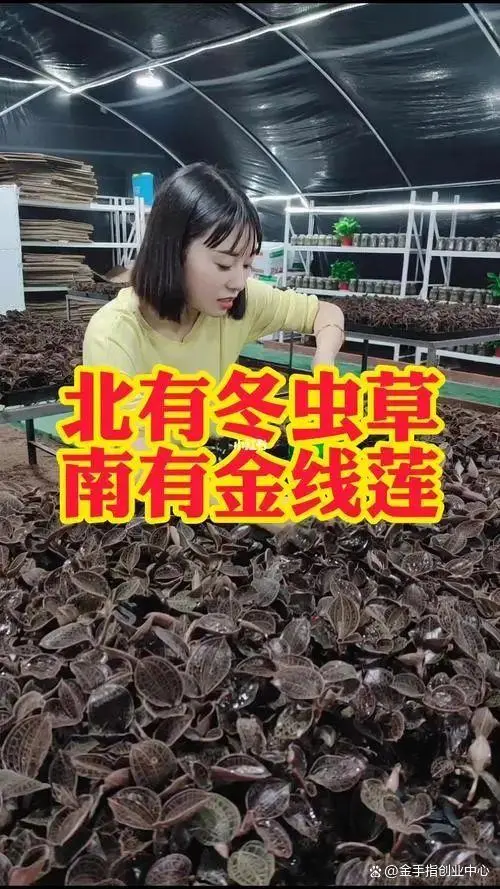 种植致富业_致富苗木种植目前可以种植吗_目前种植啥苗木可致富