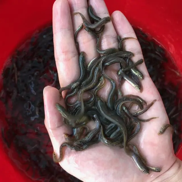 泥鳅苗的养殖技术_泥鳅苗养殖技术步骤_如何养殖泥鳅苗