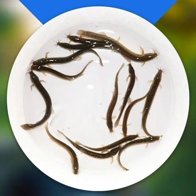 如何养殖泥鳅苗_泥鳅苗养殖技术步骤_泥鳅苗的养殖技术