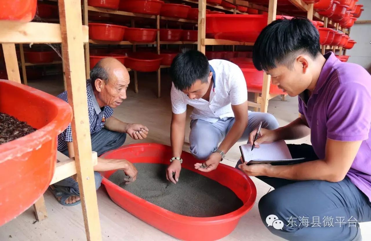 养殖土元技术视频_养殖土元技术_土元的养殖技术