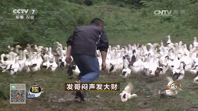 致富养殖信息_致富经养马蜂_致富经养殖马峰致富
