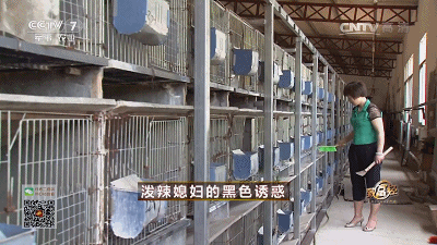 致富养殖信息_致富经养殖马峰致富_致富经养马蜂