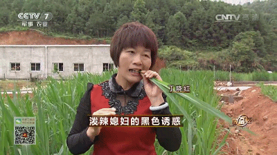 致富经养马蜂_致富养殖信息_致富经养殖马峰致富