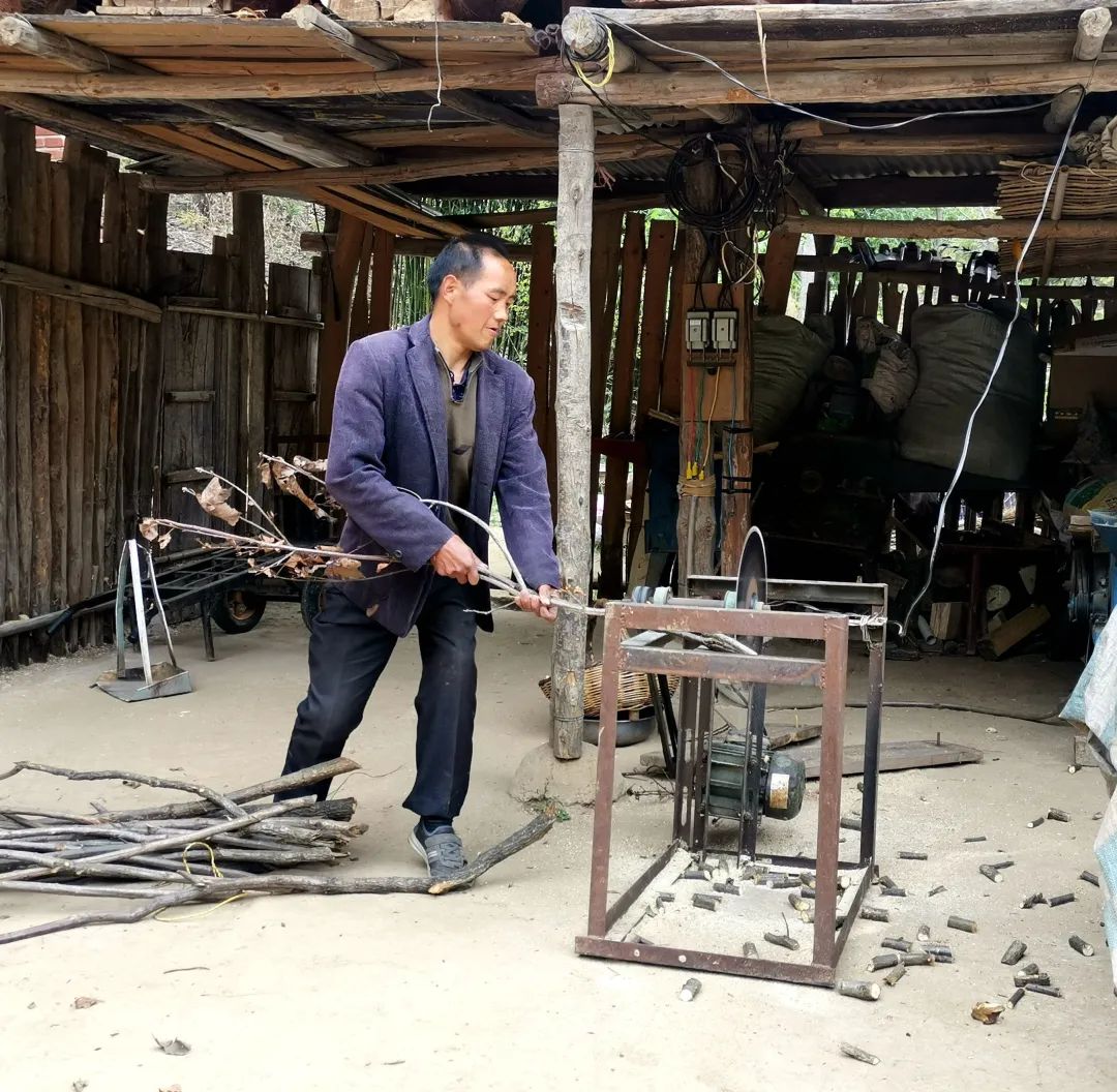 天麻产业点亮残疾人新希望—洛南县古城镇马连滩村“脱贫明星”何玉银的脱贫事迹