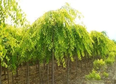 农村种植一种绿化苗木金叶垂榆，农民发家致富的好项目