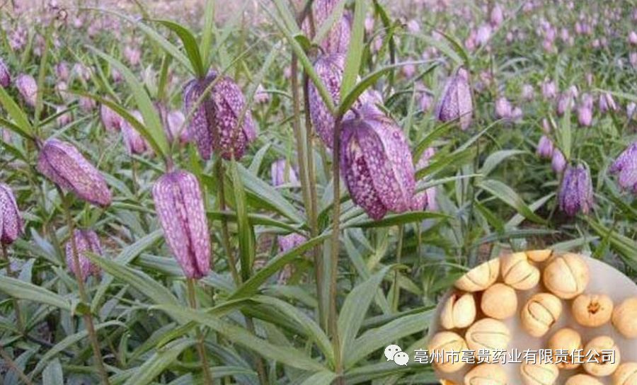 桔梗种植利润_陕西桔梗种植致富_桔梗种植基地